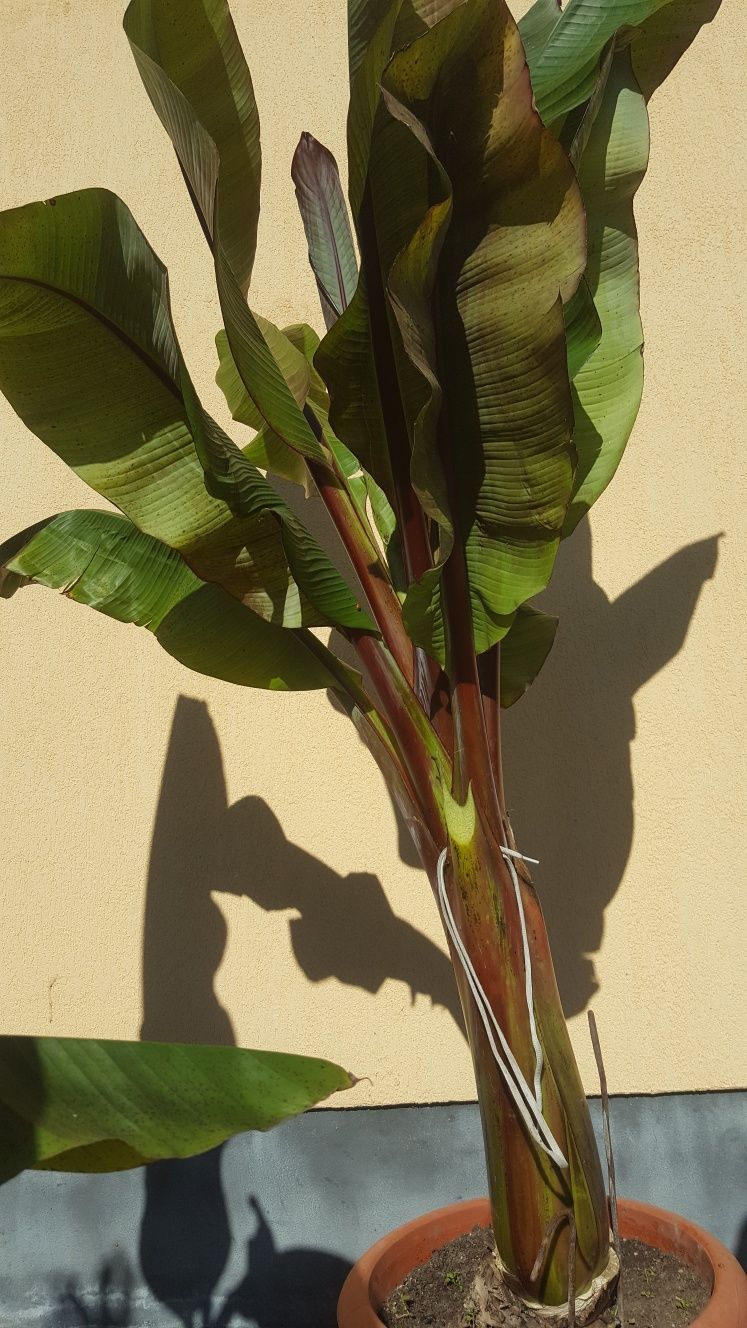 Banan rosu deosebit planta exotica rara si frumoasa