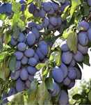 Prune De Țuică / Palinca