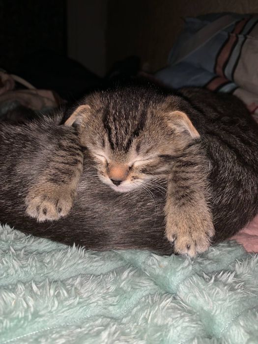 Продаю вислоухого котенка