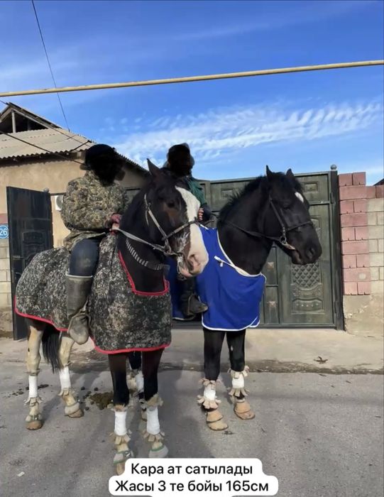 Көк жабудағы ат сатылады номер  шымкентте айрапорт жақта тур