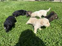 Pui labrador/ golden retriever metis