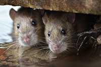 Дезинфекция Крыса и мышь  каламуш ва сичкон
Мышь
Мышь