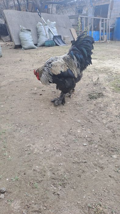 Петух...породы Брама
