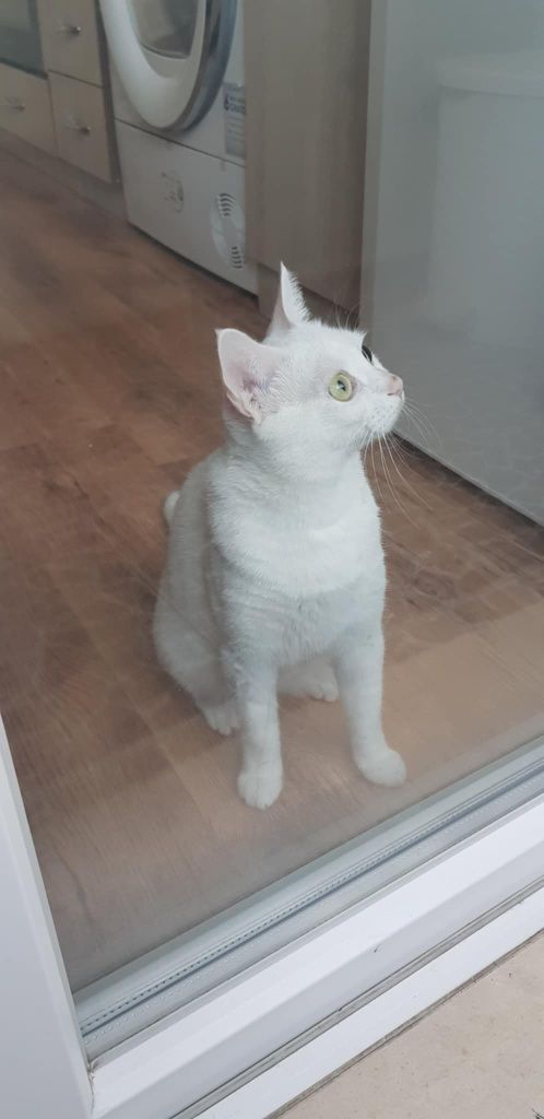 Котка женска на 2г.