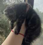 Котенок девочка , Скоттиш фолд, вислоухая