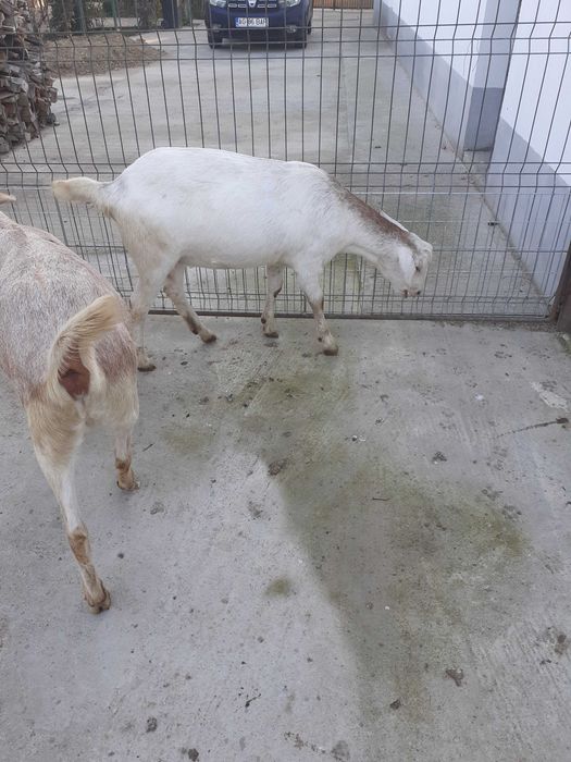 Vind capre foarte frumose