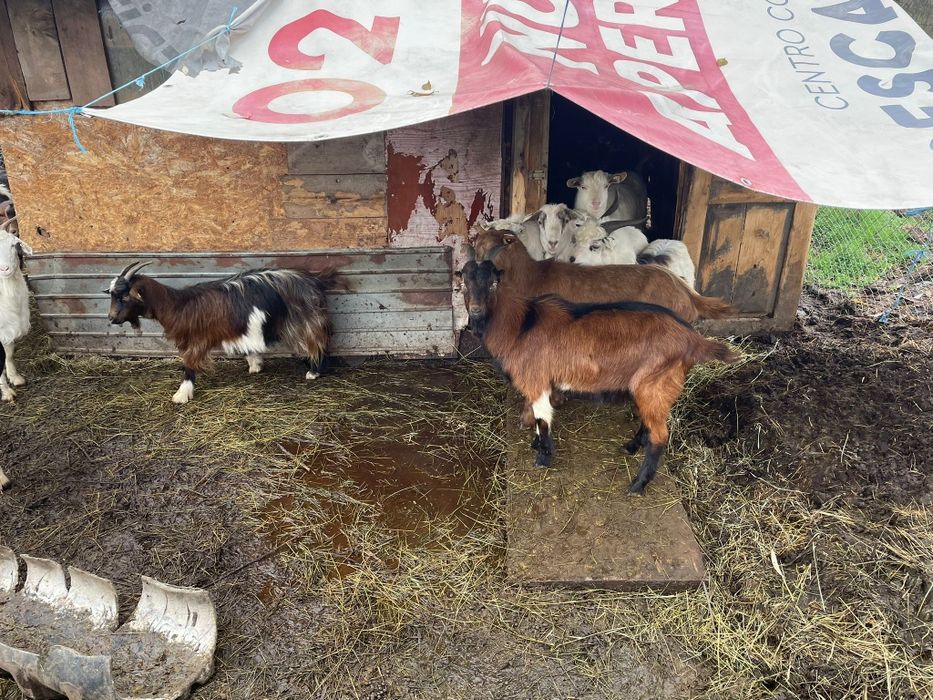 Vând capre frumoase!