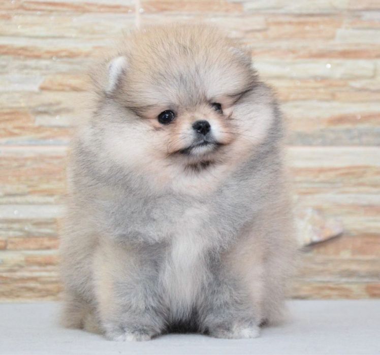 Pomeranian fetita mini/toy!