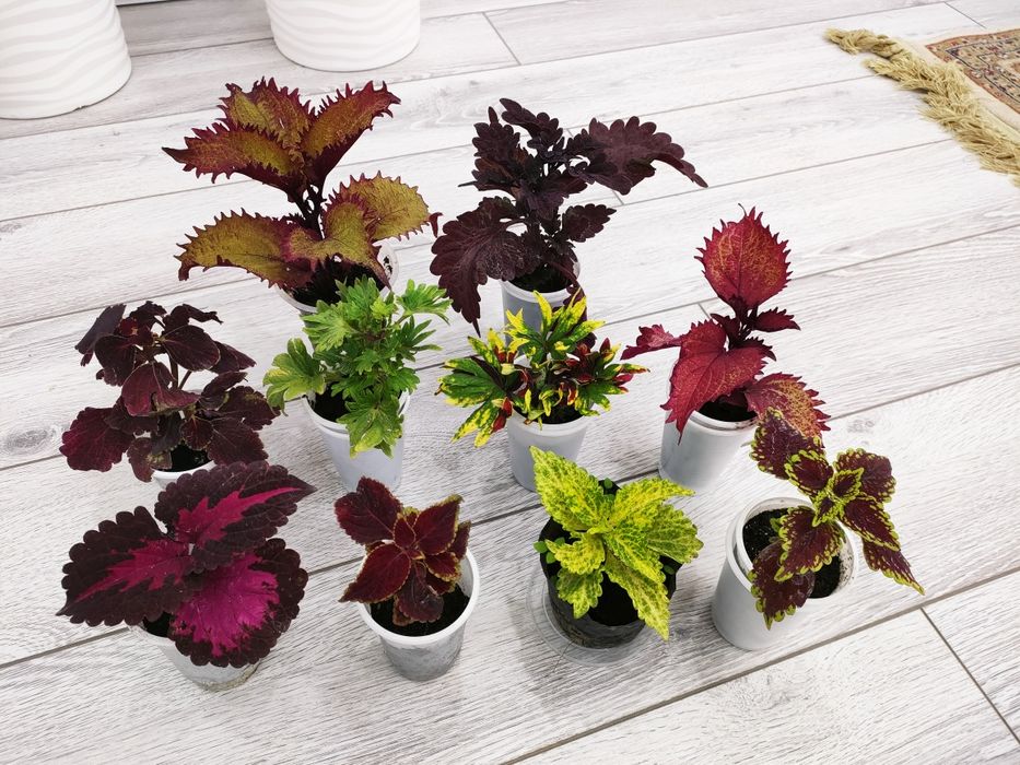 Отростки по 500тг, доставка