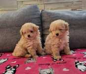 Pui rasa Maltipoo (Maltez+Pudel)