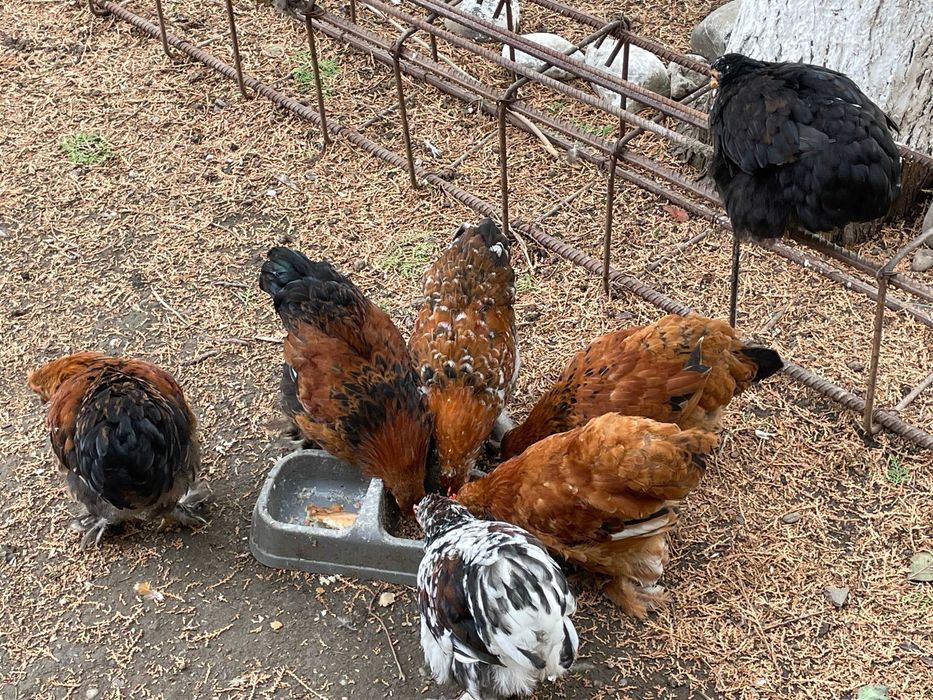 Vand Perechi 80 lei/ pereche Gaini-Cocosi