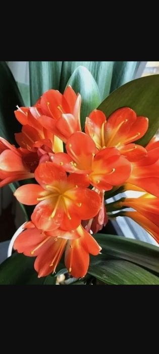 Бегония.Сингониум и другие цветы