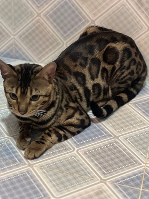 Вязка бенгальскый кот