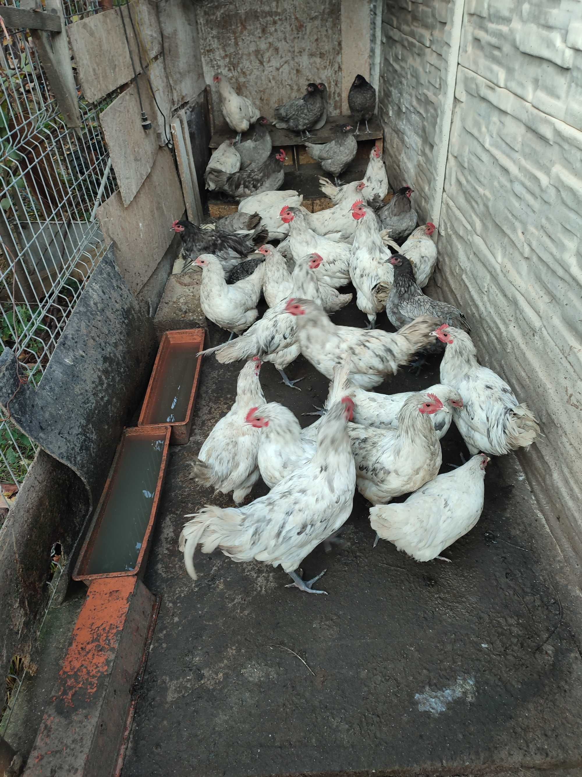 Vând oua de găini Australorp