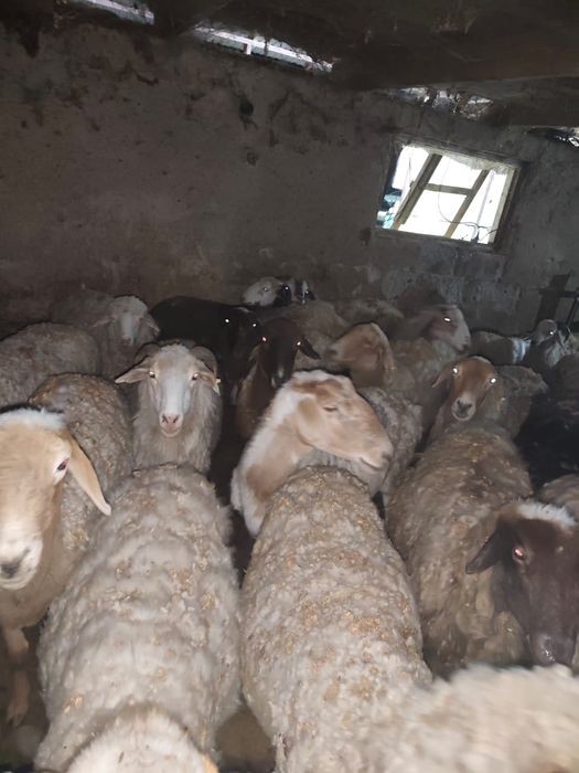 Қойлар 50 000 басталады