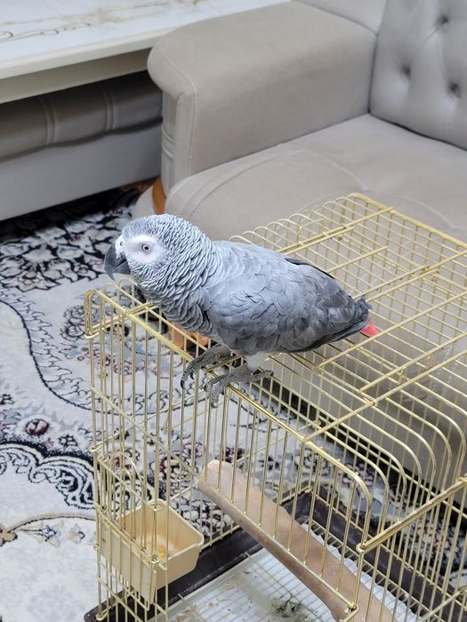 Jaku qush sotiladi gaplari kop 6 yosh faqat kalsosi yoq