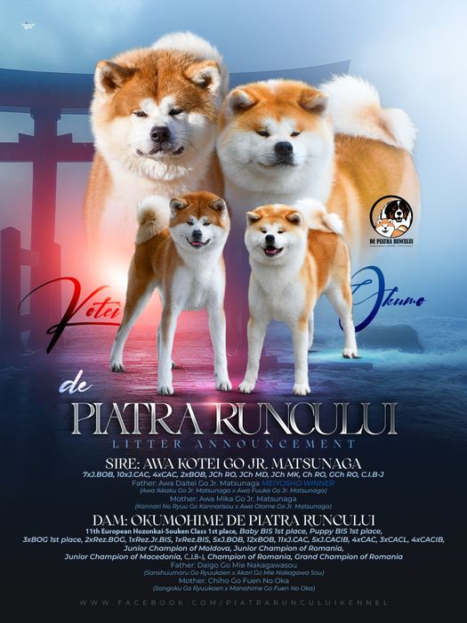 Akita Inu femelea TOP, linie import Japonia