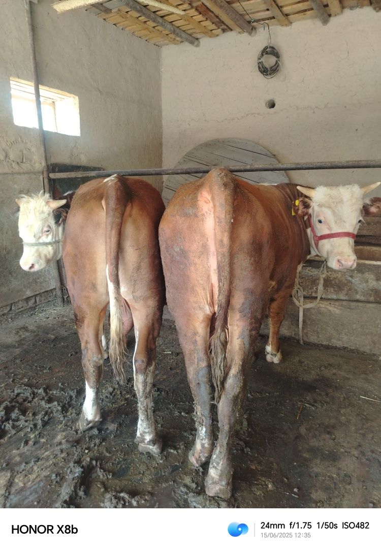 Smental bilan Grenford buqala sotiladi