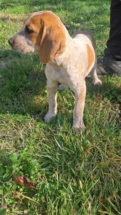 Малки ловни кучета