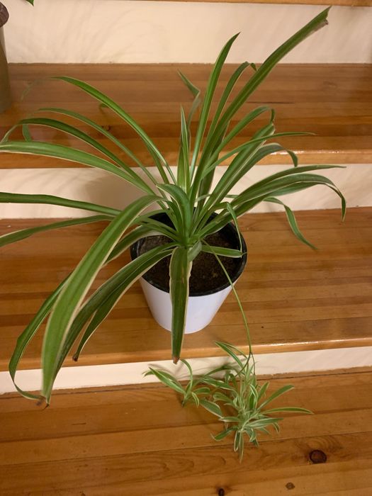 Хлорофильтрум домашнее ростение