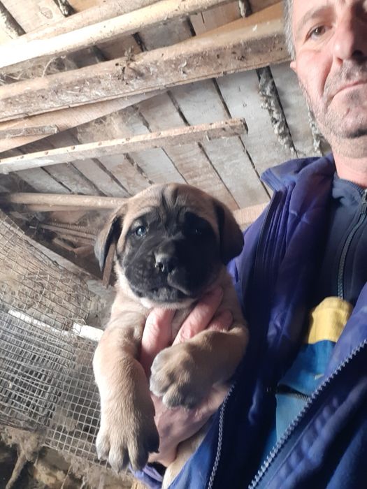 Продавам малки кученца Кане Корсо,бели и жълти.