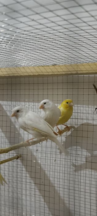 Kanareka sotiladi 3 ta nar 1 ta moda soglom tayor