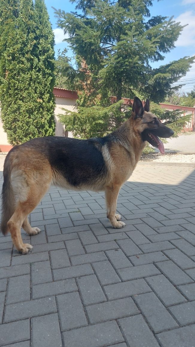 Pet Sitter/Cazare Câini