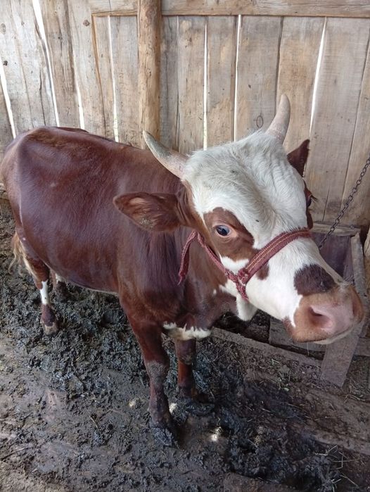 Еркек баспақ сатылады 1 жарым жастан асқан. Қорада жем шөпке байлаулы