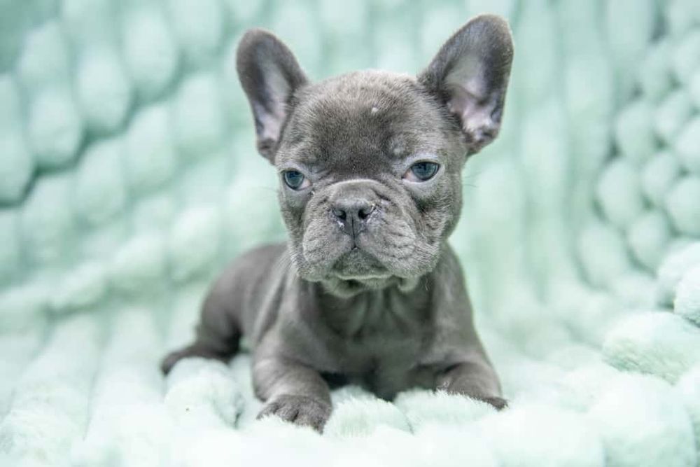 bulldog francez blue