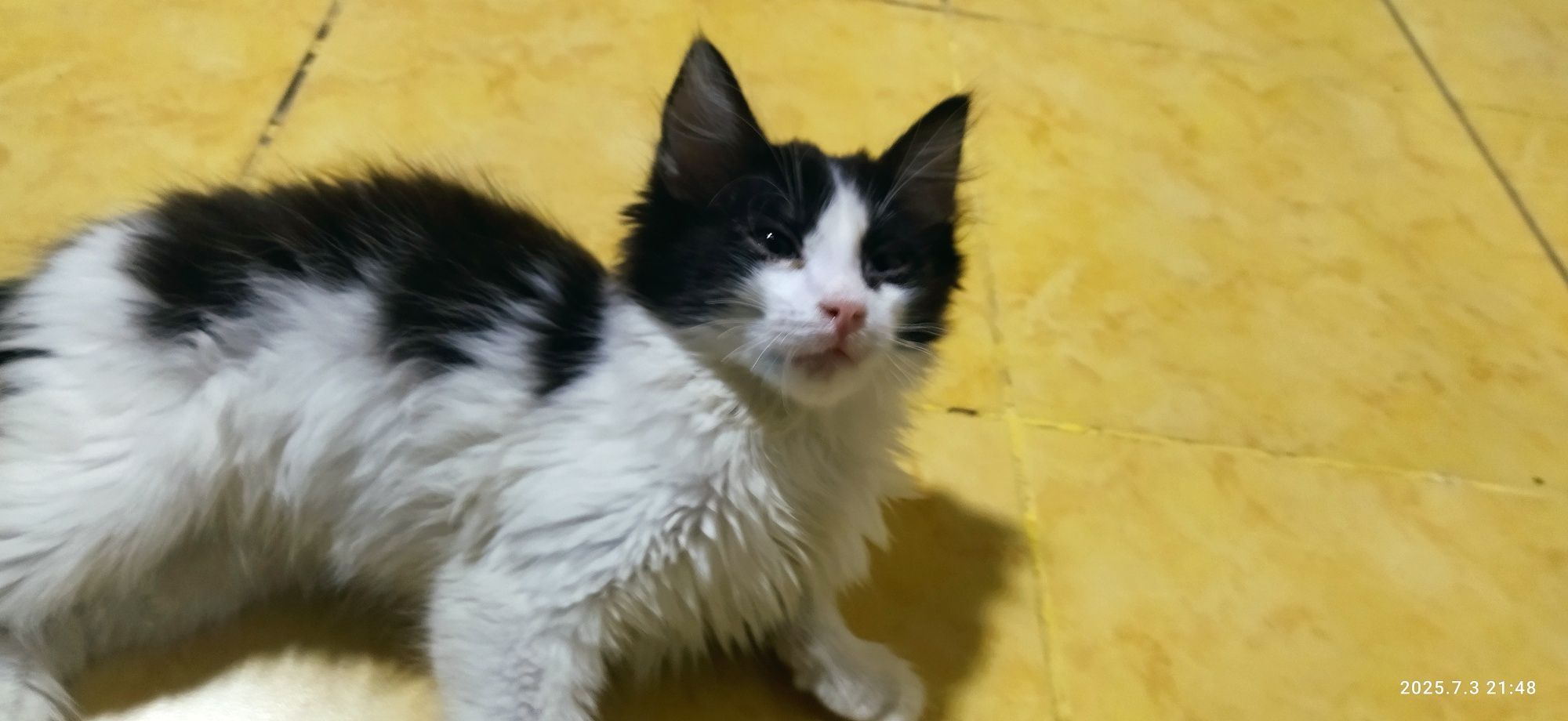 Отдам в добрые руки котёнка