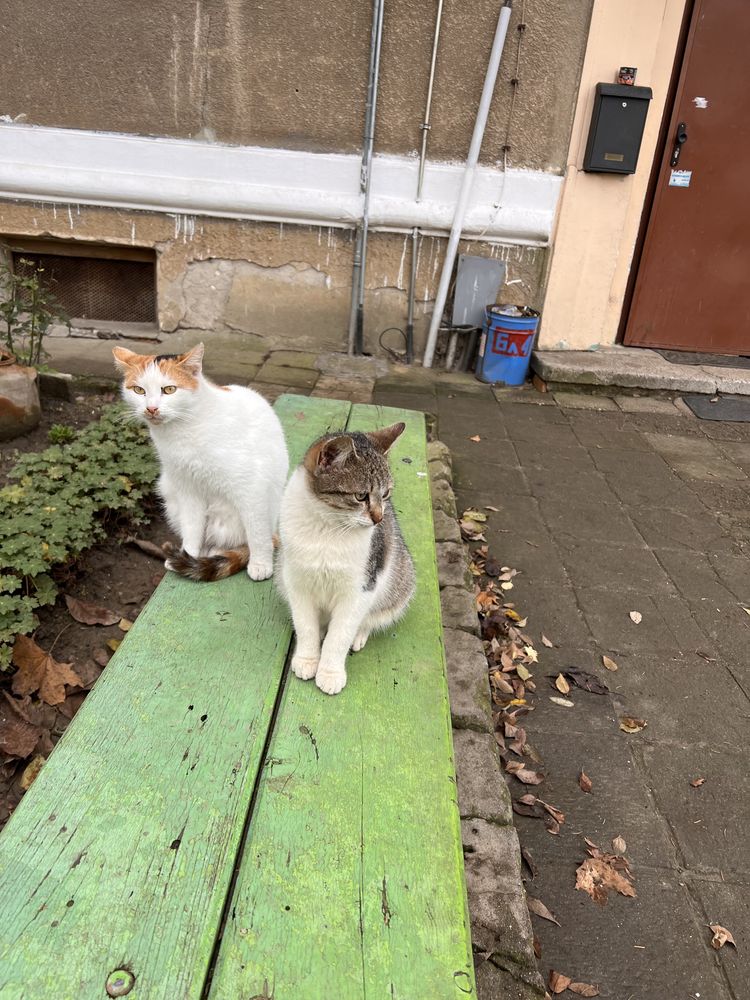 Женски котенца търсят дом,на 6 месеца