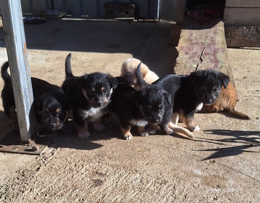 Ofer spre adoptie cateluse de talie mica