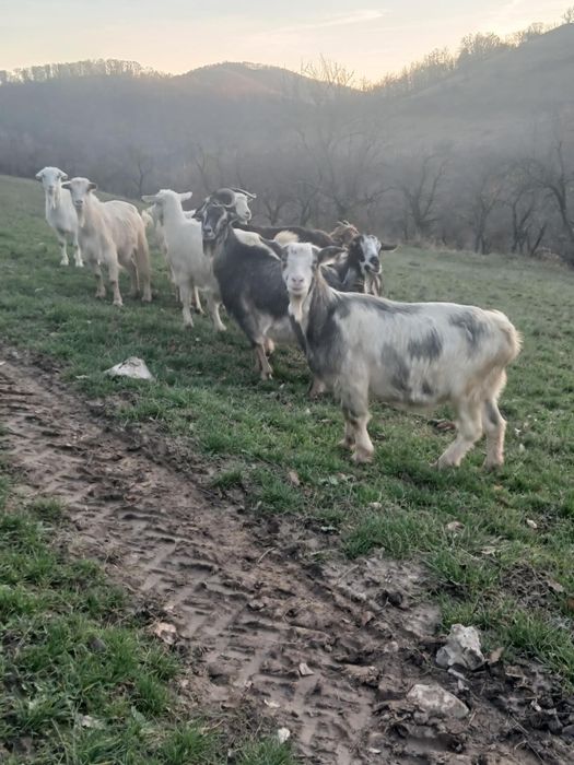 Capre de vânzare.