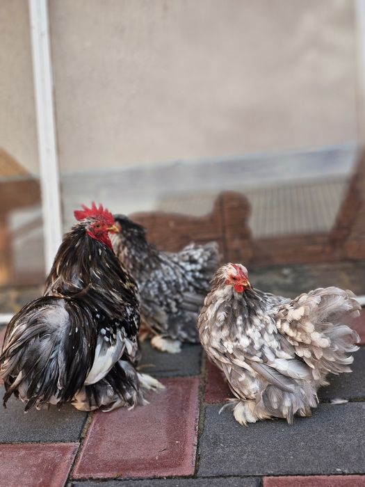 Rate lesesti albastre