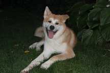 Pui de Akita inu