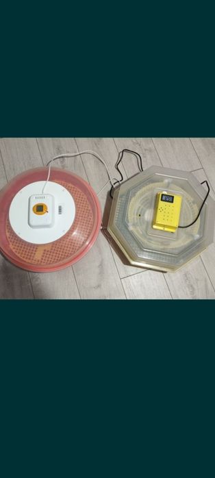 Incubator cleo5 și puisor