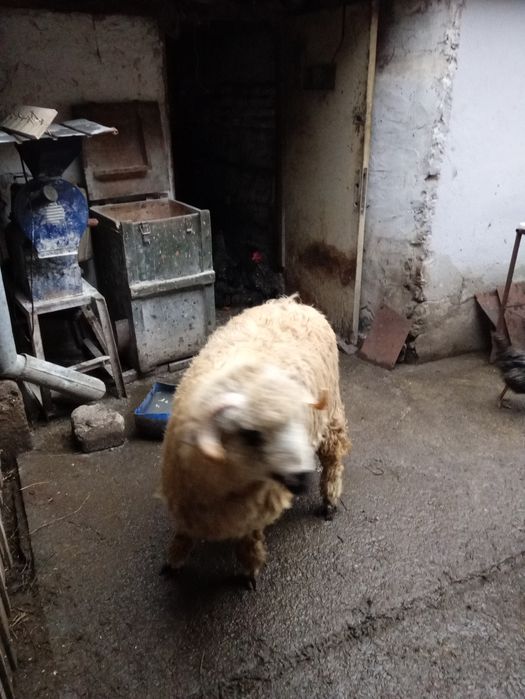 Vând berbec  de aproape un an