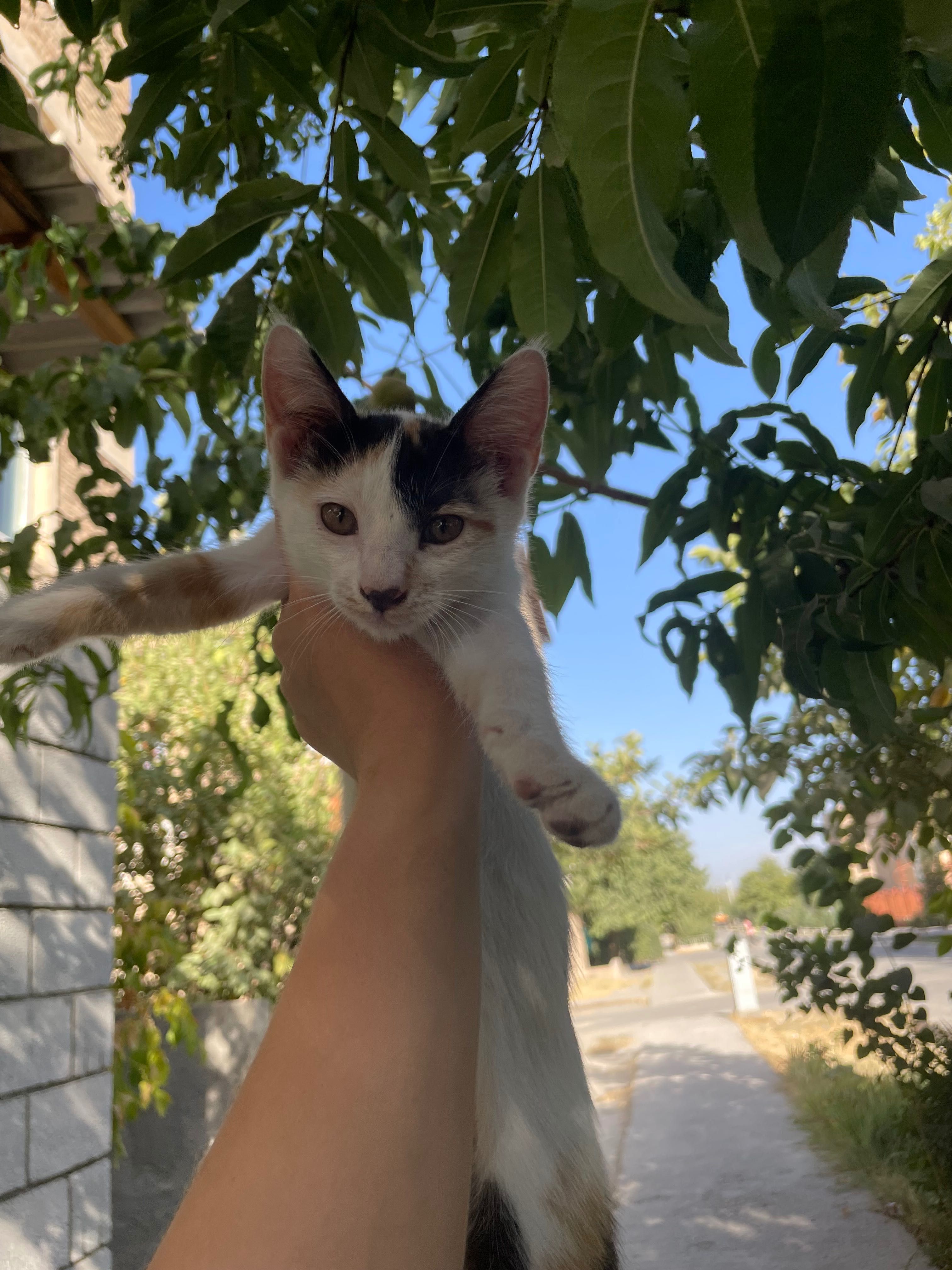 Мушук болалари ( котята )