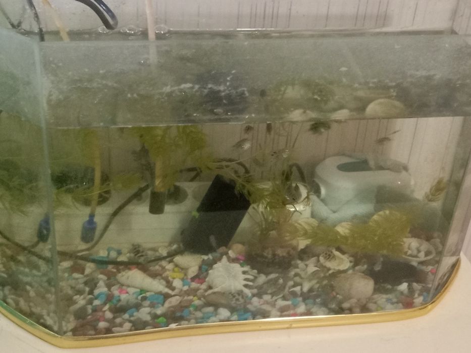 Аквариум с рыбками Сапфировые попугайчики