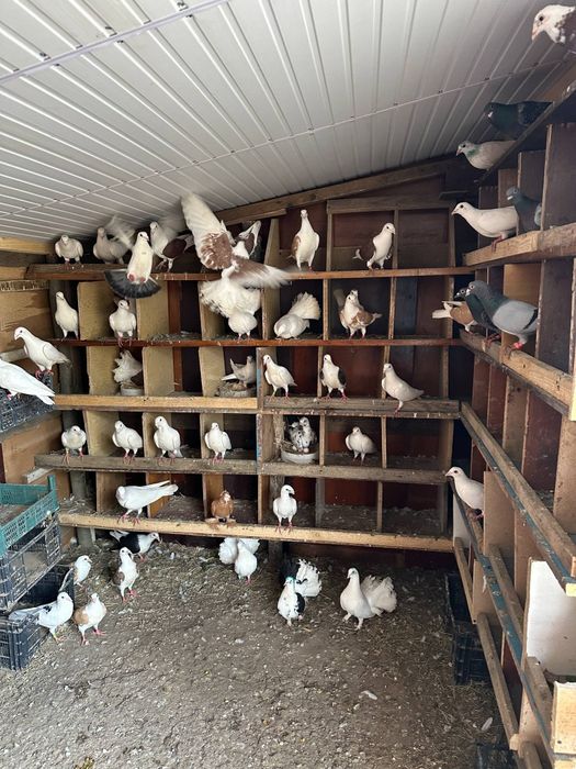 Porumbei diferite rase