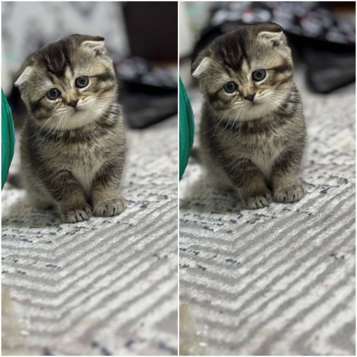 Skotish fold Shinshilla