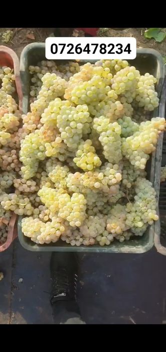 Vand struguri de vin