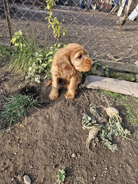 Disponibili căței de rasa cocker spaniel