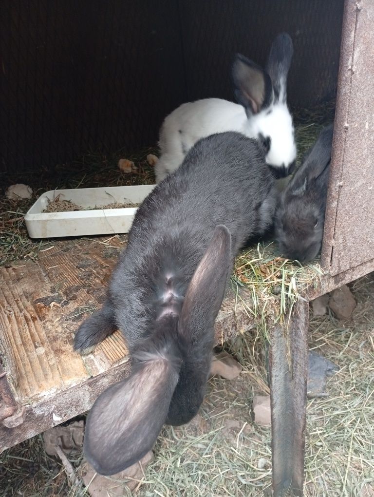Iepuri ug si fluture de vanzare au 2 luni