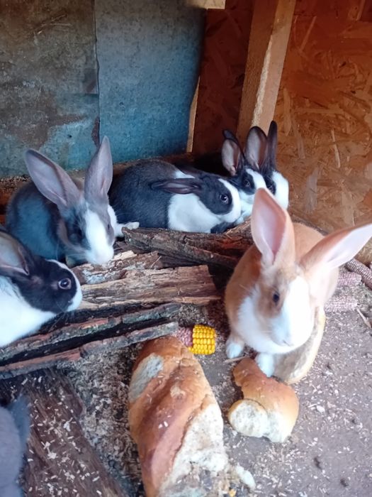 Iepuri hycole  de vanzare.