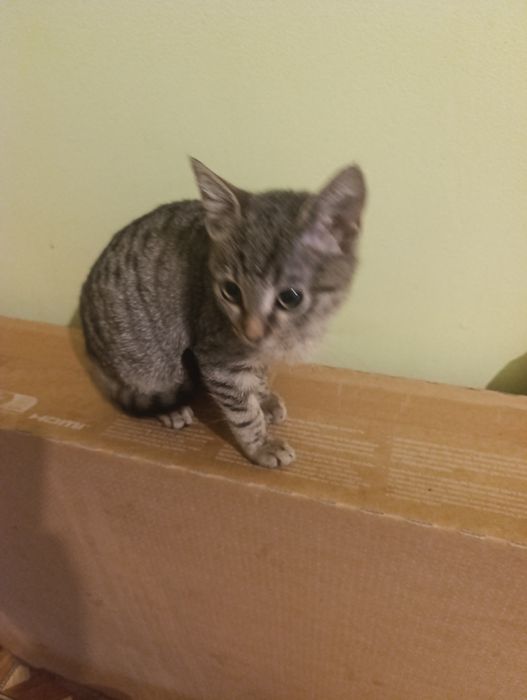 Малко коте на два месеца