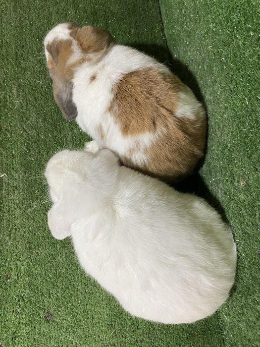 Sotiladi Karlik baran quyon para , продается карлик баран пара