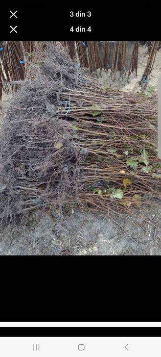 Vând plante de castani comestibili pentru replantare detali la nr