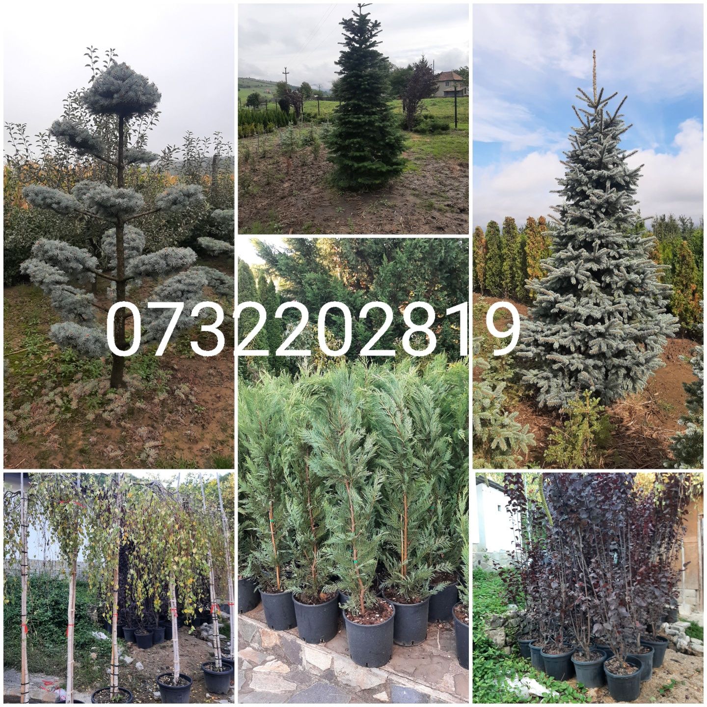 Vând copaci ornamentali Tei,fag,stejar,mesteacan,paltin,Frasin etc