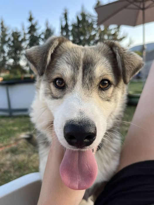 Подарява се женски "Джак ръсел" и мъжко "Западно сибирска лайка"